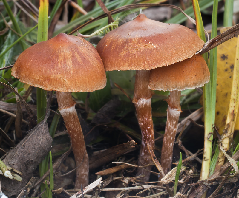 Cortinarius parvannulatus